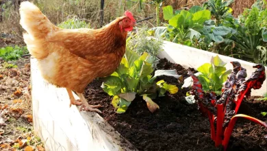 The Pros and Cons of Chicken Manure Fertilizer