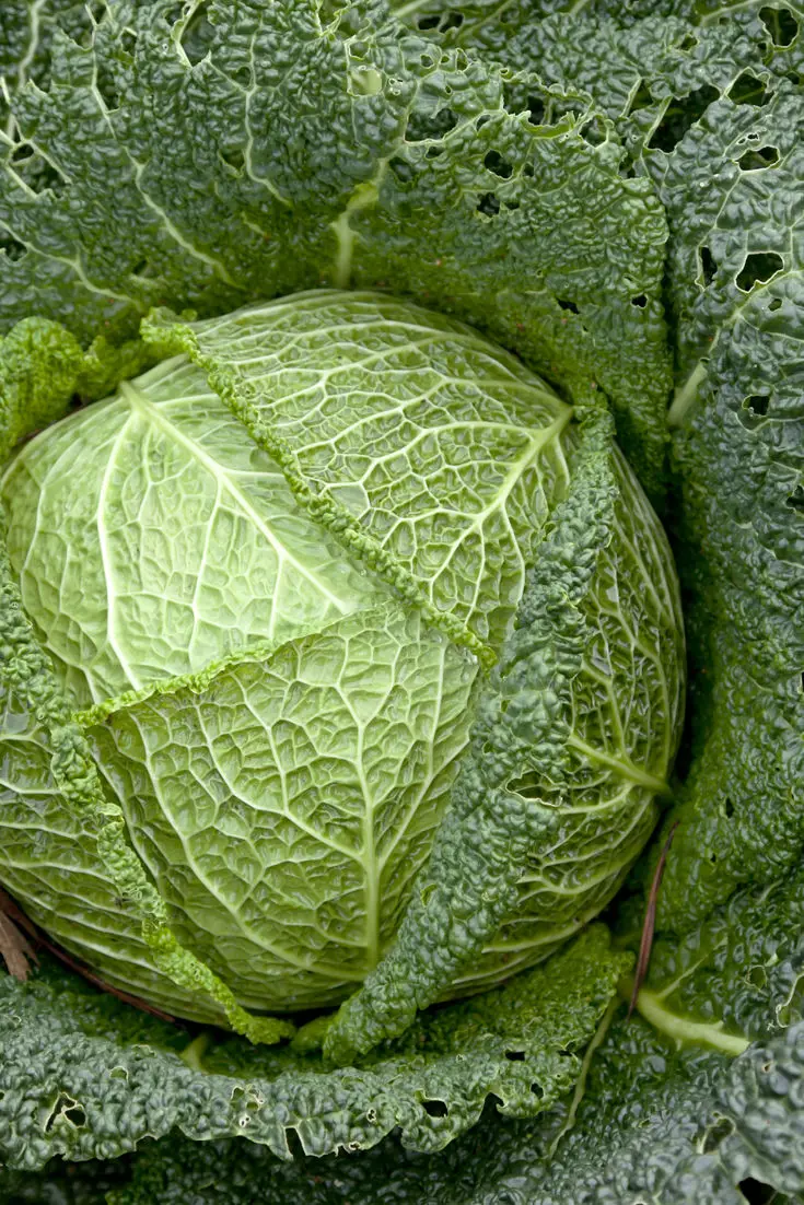 How to Cook Cabbage - Great British Chefs