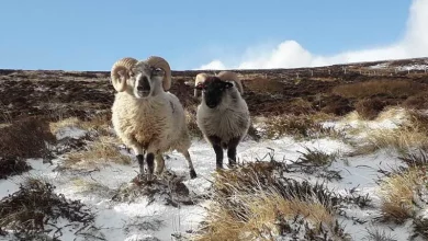 The Boreray Sheep Of Orkney (Excerpt, "The Lost Flock") - Hobby Farms