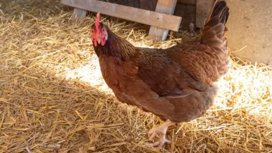 The Honest Truth About Serama, 3 More Chicken Breeds - Hobby Farms