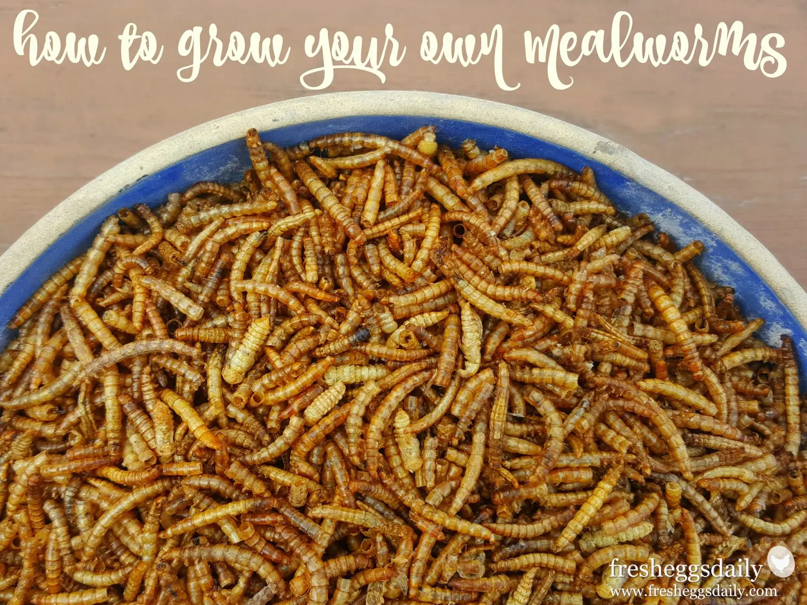 How to Raise and Breed Mealworms for your Chickens - Fresh Eggs Daily® with  Lisa Steele