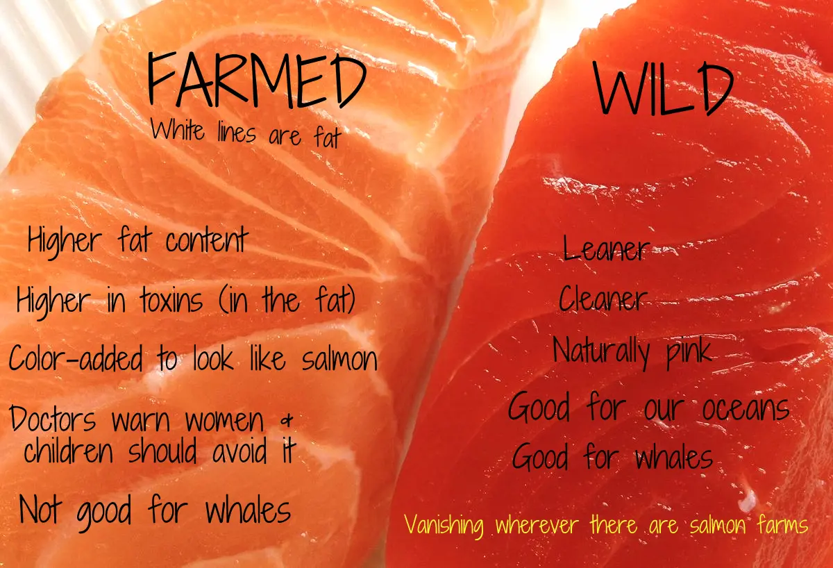 Farmed vs Wild Salmon do you know the difference? - The Lost Anchovy